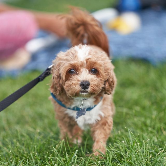 As a true urban town center, High Street's tree-lined pedestrian-friendly streets and weekly programming in the park will help you spend more quality time with your pets. 🐾